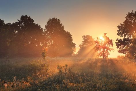 Stunning spring morning on meadow with wildflowers. Bright morning sunlight illuminate spring scene. Panoramic spring background. Meadow Aesthetic, Ipad Inspiration, Sunlight Morning, Meadow Background, Morning Landscape, Bright Morning, Meadow Landscape, Morning Sunlight, Spring Scene