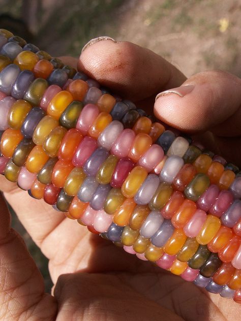 color & texture ~ glass gem corn Colorful Corn, Gem Corn, Rainbow Corn, Glass Gem Corn, Glass Aesthetic, Ear Of Corn, Growth And Decay, Creation Art, Fall Color Palette