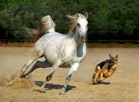 Amazing Horse and Dog Racing - Animals & Pets Photos @ Hamariweb.com Andalusian Horse, Animals Friendship, Horses And Dogs, Horse Crazy, Arabian Horse, Horse Photography, German Shepherds, Horse Love, Sweet Sweet