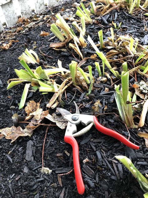 Iris Flowers Garden, Growing Irises, Fall Flowers Garden, Iris Rhizomes, Garden Scissors, Iris Garden, Rain Garden, Garden Yard Ideas, Plant Cuttings