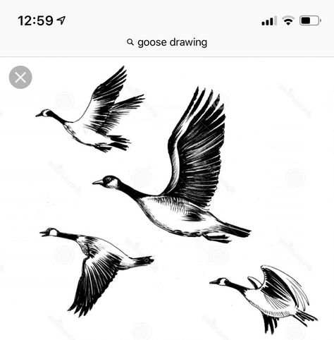 Canadian Geese Tattoo, Canadian Goose Tattoo, Wild Geese Tattoo, Geese Tattoo, Goose Flying, Flying Drawing, Goose Drawing, Goose Tattoo, Flying Goose