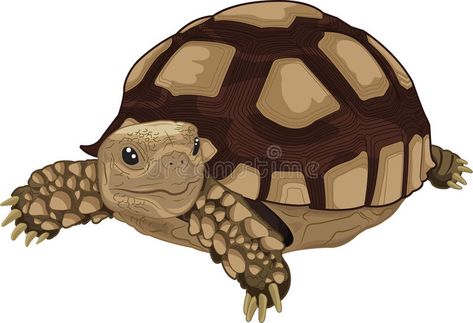 Sulcata tortoise. Illustration of Sulcata land tortoise , #AD, #tortoise, #Sulcata, #land, #Illustration #ad Tortoise Art Illustration, Tortoise Drawings, Cute Tortoise Drawing, Tortoise Sketch, Tortoise Painting, Tortoise Cartoon, Tortoise Illustration, Land Illustration, Tortoise Art