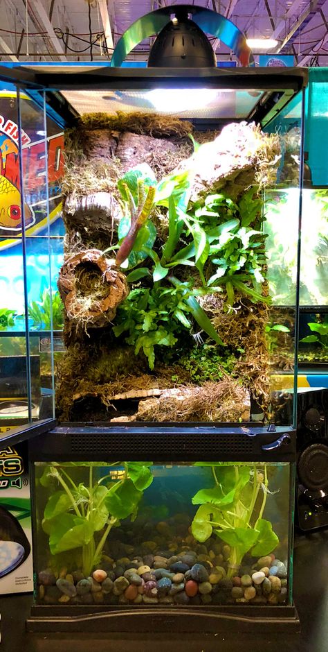 DIY Paludarium with aquarium on bottom and terrarium on top. Great for dart frogs, day geckos, cherry shrimp, and more! Frog Paludarium, Dart Frogs Vivarium, Red Eye Tree Frog Terrarium, Poison Dart Frog Terrarium, Dart Frog Vivarium, Frog Tank, Frog Terrarium, Fish Tank Terrarium, Fish Tank Design