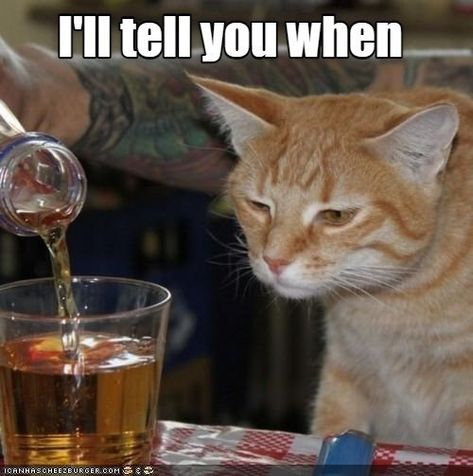 it's been a long day Drunk Cat, Group Of Cats, Cat Quotes Funny, Cat Drinking, Cat Icon, Silly Animals, Cat Aesthetic, Funny Cute Cats, Animal Faces