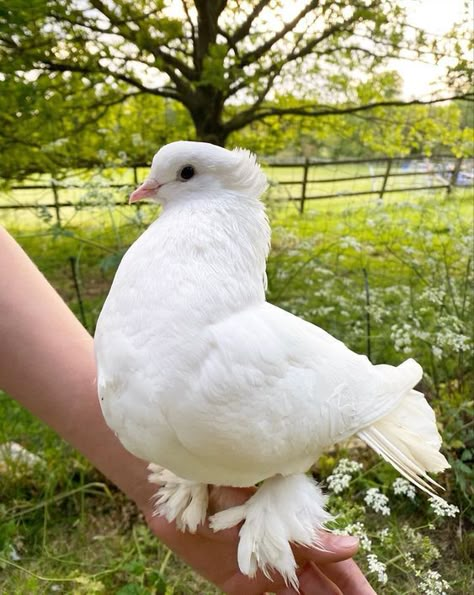 White Birds Aesthetic, Pet Dove Aesthetic, Pretty Pigeon, Pet Pigeon, Cute Pigeon, Pigeon Pictures, White Pigeon, Dove Pigeon, Bird People