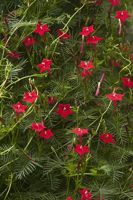 Cypress Vine, Hummingbird Plants, Red Vines, Herbal Plants, Beautiful Flowers Garden, House Plants Decor, Beautiful Flowers Pictures, Unique Flowers, Planting Herbs