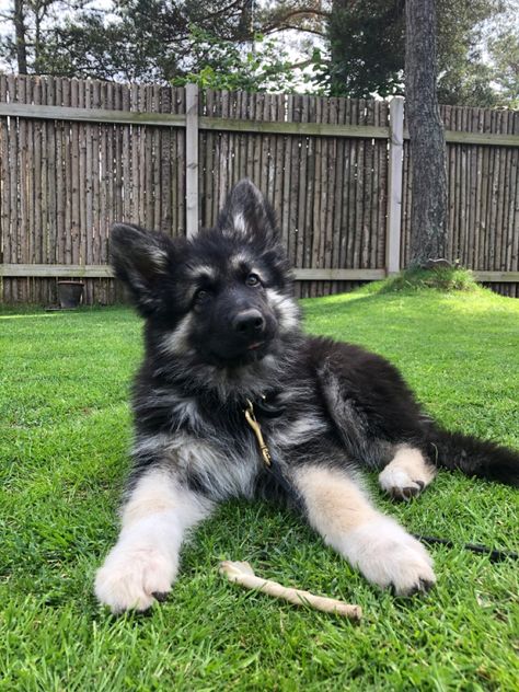 Shiloh German Shepherd, Shiloh Shepherd Puppies, Shiloh Shepherd Puppy, Shiloh Shepherd Dog, Native American Dog, Shiloh Shepherd, Puppy Breath, Shepherd Dog Breeds, Shepherd Puppy