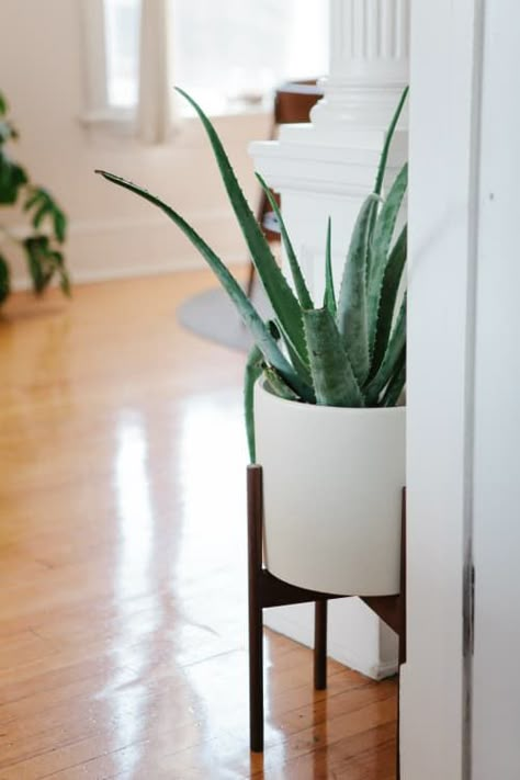 Best Bathroom Plants, Easy House Plants, Trendy Plants, Tillandsia Air Plant, Living Room Plants, Leafy Plants, Home Plants, Aloe Plant, Aloe Vera Plant