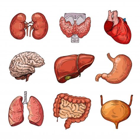 Human Internal Organs, Cartoon Brain, Medical Stickers, Human Organs, Human Body Organs, مشروعات العلوم, Human Organ, Science Stickers, Biology Art