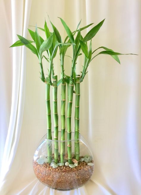 lucky bamboo Lucky Bamboo Care, Plants Indoor Design, Tanaman Air, Taman Air, Lucky Bamboo Plants, Indoor Water Garden, نباتات منزلية, Trendy Plants, Bamboo Garden