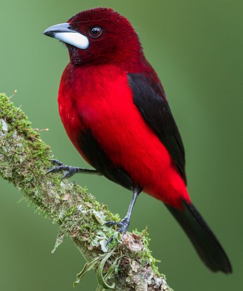 Ramphocelus dimidiatus Kinds Of Birds, Bird Pictures, Exotic Birds, Pretty Birds, Red Birds, Colorful Birds, Little Birds, Bird Photography, Birds Of Paradise