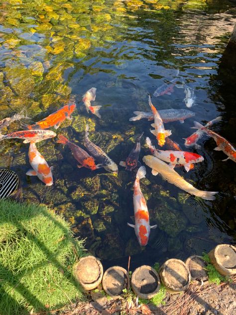 Koi Fish Wedding, Koi Fish Real, Koi Fish Pond Aesthetic, Coy Fish Pond, Koi Pond Aesthetic, Fishes Aesthetic, Fish Pond Aesthetic, Pretty Koi Fish, Koi Fish Cute