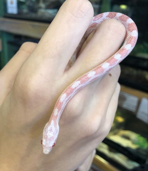 Corn Snakes Pet, Cute Pet Snake, Pet Corn Snake, Baby Snakes Cute, Corn Snake Cute, Albino Snakes, Snake Albino, Albino Corn Snake, Albino Snake