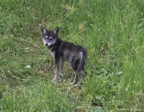 Coyote Pup, Exotic Pets, Animals Wild, Baby Animals, Husky, Dogs, Animals