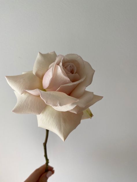 Neutral Roses, Sahara Roses, Sahara Rose, Beige Roses, Sugar Flowers Tutorial, Wafer Paper Flowers, Aesthetic Roses, Rose Stem, Wedding Cakes With Flowers