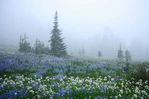 Wildflowers in Fog, Mount Rainier by Lazgrapher Misty Forest, Landscape Photography Nature, Forest Wallpaper, Forest Flowers, Nature Aesthetic, Pretty Places, Flower Field, Green Aesthetic, Beautiful Photography