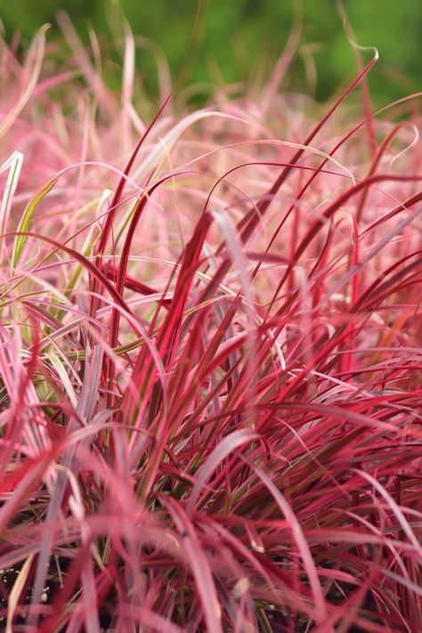 container gardening | dwarf ornamental grasses | garden | gardening | grass | grasses | ornamental grass | ornamental grasses #containergardening #grasses #ornamentalgrasses #dwarfornamentalgrasses #garden #gardening #grass Ornamental Grasses For Shade, Red Fountain Grass, Ornamental Grass Landscape, Red Grass, Full Sun Perennials, Fountain Grass, Red Plants, Sun Perennials, Container Gardening Flowers