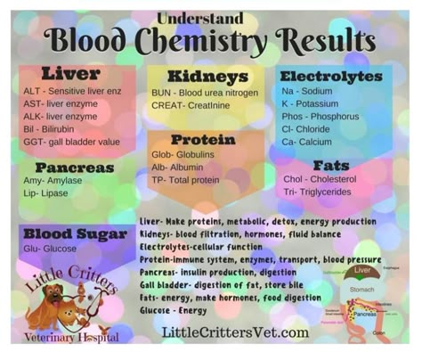 Pet Blood Chemistry Panel Explanation Veterinarian Technician, Vet Tech School, Veterinary Tech, Vet Tech Student, Vet Technician, Veterinary Assistant, Vet Medicine, Medical Student Study, Pharmacology Nursing