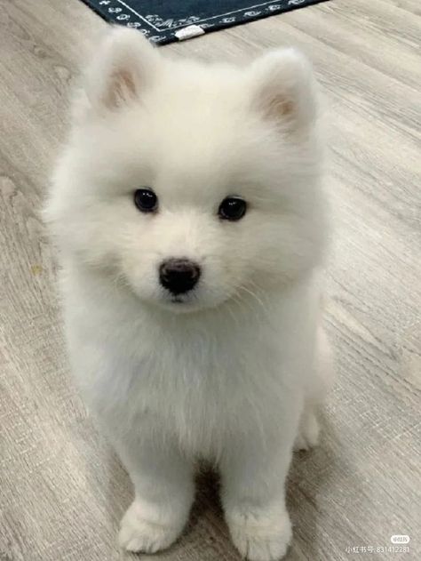 Cute Aesthetic Dogs, Cute Puppies Pics, Blonde Husky, Cute Pets Aesthetic, Small Fluffy Dogs, Puppy Beauty, Cute Animal Pics, Cut Dogs, Cute Doggies