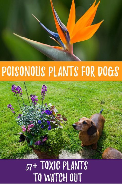 Poisonous Plants for Dogs: 51+ Toxic Plants to Watch Out Plants Poisonous To Dogs, Plants For Dogs, Toxic Plants, Kalmia Latifolia, Being Responsible, Lenten Rose, Ivy Plants, Mountain Laurel, Poisonous Plants