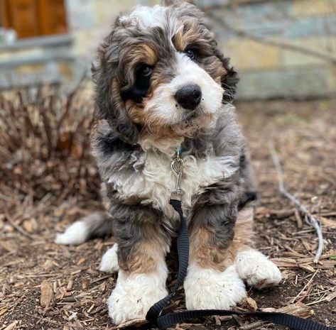 Full Grown Bernedoodle: How Big Do Bernedoodles Get? Medium Bernedoodle, Toy Bernedoodle, Mini Bernedoodle Haircut Styles, Mini Schnoodle, At Berdoodle, Bordoodle Full Grown, Micro Bernedoodle Full Grown, Full Grown Mini Bernedoodle, Bernedoodle Full Grown