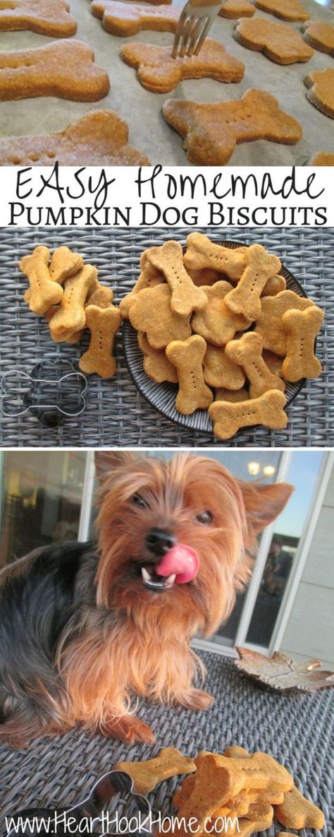 Easy Homemade Pumpkin Dog Biscuits Pumpkin Dog Biscuits, Homemade Dog Biscuits, Homemade Dog Cookies, Pet Treats Recipes, Easy Dog Treat Recipes, Dog Biscuits Homemade, Dog Biscuit Recipes, Easy Dog Treats, Healthy Dog Treats Homemade