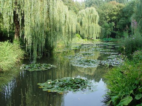 I love weeping willows Large Willow Tree, Whimsical Landscape, Outside Nature, Willow Trees, Weeping Willow Tree, Pond Life, Image Nature, Weeping Willow, 수채화 그림