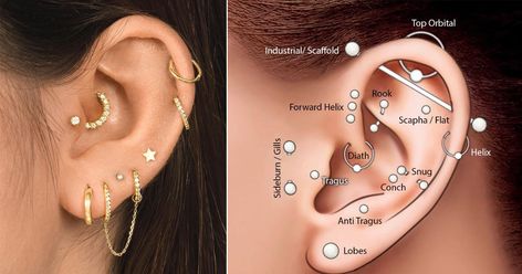 Ear Piercings Video, Constellation Piercings, Different Ear Piercings, Ear Piercings Chart, Piercing Chart, Double Ear Piercings, Types Of Ear Piercings, Medusa Piercing, Cool Ear Piercings