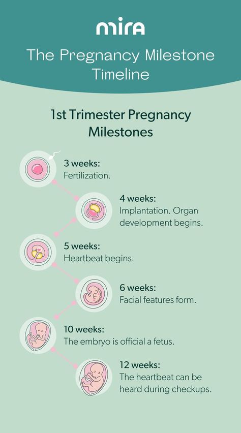 1st Trimester Pregnancy Milestones Pregnancy 1st Trimester Tips, Pregnancy 1st Trimester, 1st Trimester Pregnancy, Mira Fertility, Body Changes During Pregnancy, Pregnancy Planning, Mom Checklist, Fertility Tracker, Pregnancy Facts