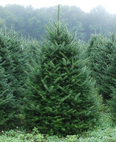 4 Most Popular Types Of Christmas Tree: https://medium.com/@homelandscaping/most-popular-types-of-christmas-tree-4a878edc4b84 #Christmas #Christmas2018 #gardening #landscaping #garden #homeimprovement Types Of Christmas Trees, Live Christmas Trees, Fraser Fir, Christmas Farm, Tree Nursery, Spruce Tree, Garden Christmas, Tree Seeds, Ornamental Trees