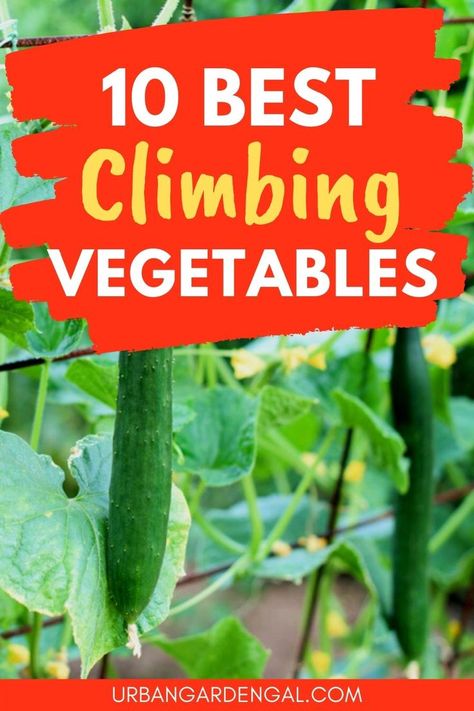 Side Yard Garden Vegetable, Vining Vegetable Plants, Climbing Vegetable Plants Trellis Ideas, Climbing Vegetable Plants, Vine Vegetables, Vining Vegetables, Outdoor Trellis Ideas, Climbing Vegetables, Trellis Arbor