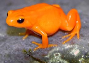 Orange Frog, Frog Rock, Black Frog, Amazing Frog, Alberta Travel, Baby Frog, Cute Reptiles, Dart Frog, Green Frog