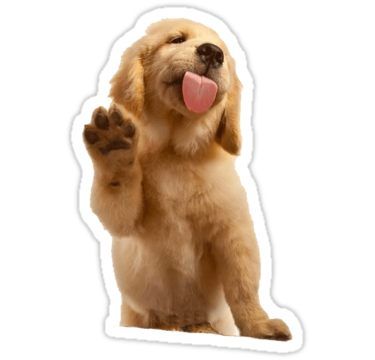 Positive Dog Training, Miniature Schnauzer Puppies, Stickers Cool, Tumblr Stickers, Dog Training Videos, Best Dog Training, Aggressive Dog, Golden Retriever Puppy, Retriever Puppy