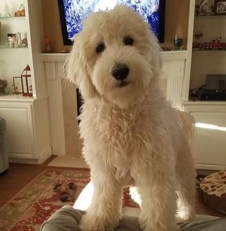 Goldendoodle Haircuts, Goldendoodle Grooming, Goldendoodle Breeders, Golden Doodles, Goldendoodle Puppies, Australian Labradoodle, Mini Goldendoodle, Golden Doodle, Goldendoodle Puppy