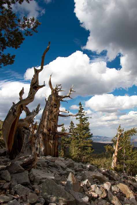 Nevada Great Basin National Park Great Basin National Park Nevada, Great Basin National Park, American National Parks, Aesthetic Places, Great Basin, Senior Trip, Wildlife Park, Red Rocks, Summer Tour