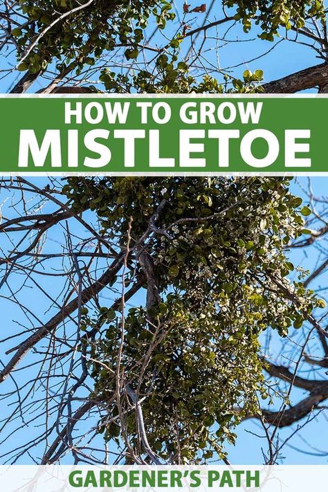 Ready for something different? How about gardening in the sky on the branches of trees? Mistletoe is a favorite for the holidays when we use it to decorate our homes – and maybe get a kiss. It’s an important plant for wildlife, too. Visit Gardener’s Path now to learn about growing mistletoe. #mistletoe #gardenerspath Mistletoe Plant, Vegetable Benefits, Christmas Gift Exchange, What Can I Do, Christmas Crafts, Plants