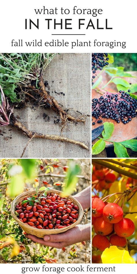 How To Forage, Forging For Food, Foraging For Beginners Midwest, What To Forage In The Fall, Fall Foraging Michigan, Foraging Mushrooms For Beginners, Pnw Foraging, Foraging Aesthetic, Plants To Forage In Fall