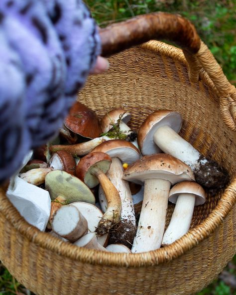 I went foraging for mushrooms in the beautiful Schorfheide forest on Sunday 🍂🤠 Autumn is perfect for foraging mushrooms due to the temperature and humidity. I brought back some Porcini mushrooms (Steinpilze) but also found some Maronen-Röhrlinge (Bay Boletes), Schirmpilze (Parasol Mushrooms) and Birkenpilze (Birch Boletes). We went back home at the end of the afternoon. I cleaned the mushrooms with a dry brush, then decided on what to cook. I cut the Porcini into thick slices, marinated the... Bolete Mushroom, 2025 Energy, Foraging Mushrooms, Mushroom Farm, Mushroom Foraging, Mushroom Dish, Porcini Mushrooms, Dry Brush, Wild Mushrooms