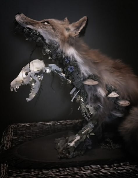 Taxidermy