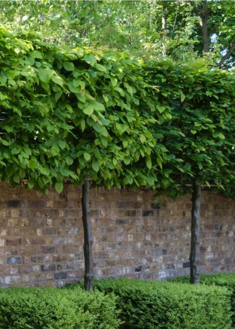 Low Maintenance Garden Uk, Small Garden Trees Uk, Pleached Hornbeam, Pleached Trees, Garden Ideas Uk, Carpinus Betulus, Small Trees For Garden, Pot Gardening, Tiny Gardens