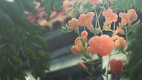 Chill lo fi wallpaper Lo-fi Aesthetic, Anime Flower, Gif Background, Cute Banners, Flowers Gif, Violet Evergarden, Banner Gif, Anime Gifs, Spring Wallpaper