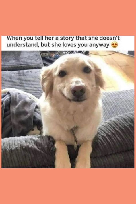 Come see our big collection of dog memes and fun dog videos! We have the cutest dog pics and the funniest dog moments. If you love dogs being funny and want to smile, follow us to see more! Puppy Meme Funny, Cute Puppy Meme, Dog Memes Funny, Puppy Meme, Dog Mom Humor, Cute Dog Memes, Memes Dog, Dog Pics, Inspirational Photos