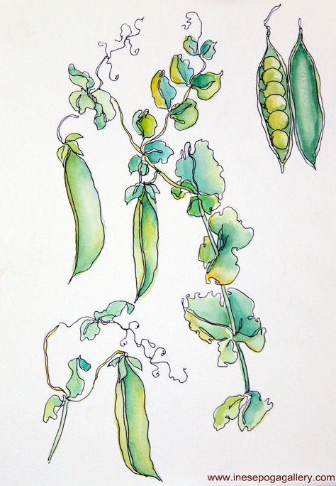 Vegetable Images, Vegetables Watercolor, Sketches Watercolor, Cushion Making, Herbs Illustration, Veggie Art, Watercolor And Pen, Vegetable Painting, Pen And Wash