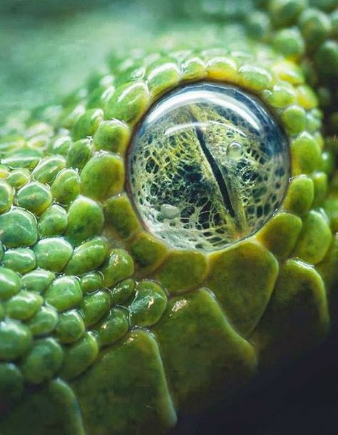 Closer Reptile Eye, Regard Animal, Macro Photography Nature, Scary Eyes, Animal Eyes, Snake Eyes, Reptiles And Amphibians, Lizards, Green Trees