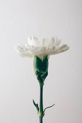 White Carnation isolated. Springtime. by BONNINSTUDIO for Stocksy United Carnation Illustration, White Carnation Flower, Watercolour Reference, White Carnations, Green Stuff, Creative Drawing Prompts, Pink Carnations, Carnation Flower, Sorority Recruitment