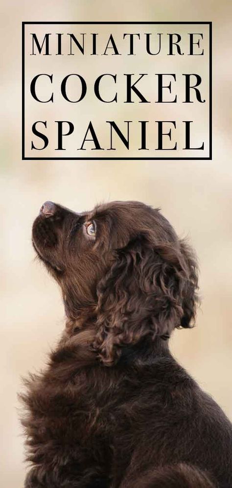 Miniature Cocker Spaniel – Is This Dog Right For You? Cokers Spaniel, Brown Cocker Spaniel Puppy, Cocker Spaniel Adult, Mini Cocker Spaniel, Sprocker Spaniel Puppies, Cocker Spaniel Haircut, Black Cocker Spaniel Puppies, Miniature Cocker Spaniel, Chocolate Cocker Spaniel