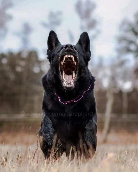 Cr: working_germanshepherd German Shepherd Barking, Extra Large Dog Breeds, Dog Soldiers, Scary Dogs, Dog Attack, Black German Shepherd, Cute Animals Puppies, Police Dogs, Dog Biting