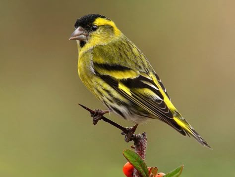 Greenfinch, Siskin, Bird Feeding Station, Animal Cutouts, Yarn Painting, What Is A Bird, Common Birds, Bird Carving, Bird Seed