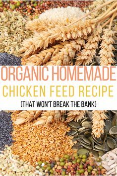 Aesthetic Chicken Coop, Chicken Feed Recipe, Chicken Layer Feed, Chicken Feed Diy, Chicken Feed Recipes, Aesthetic Farm Animals, Homemade Chicken Feed, Farming Aesthetic, Organic Chicken Feed