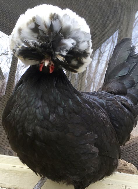 White Crested Black Polish Chicken, Polish Hen, Polish Chickens, Polish Chicken, Fancy Chickens, Urban Chickens, Beautiful Chickens, Keeping Chickens, Mini Farm